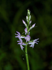 Dactylorhiza saccifera