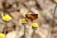 Ochlodes agricola