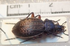 Carabus venustus