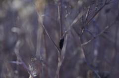 Asteromyia gutierreziae