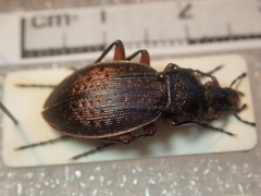 Carabus venustus