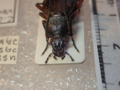 Carabus venustus