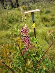 Grevillea acanthifolia