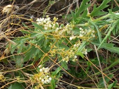 Cuscuta cuspidata