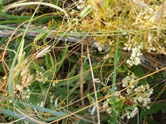 Cuscuta cuspidata