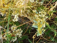 Cuscuta cuspidata