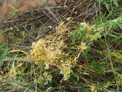 Cuscuta cuspidata