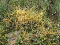 Cuscuta cuspidata