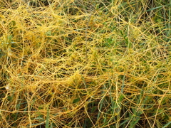Cuscuta cuspidata