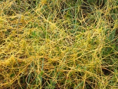 Cuscuta cuspidata