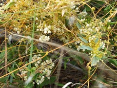 Cuscuta cuspidata