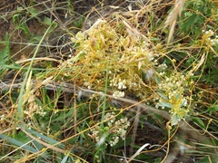 Cuscuta cuspidata