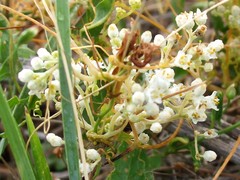 Cuscuta cuspidata
