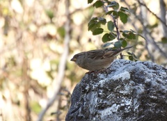 Passer domesticus balearoibericus
