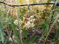 Cuscuta cuspidata