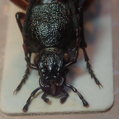Carabus venustus