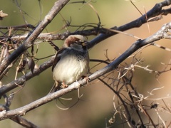 Passer domesticus balearoibericus