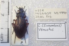 Carabus venustus