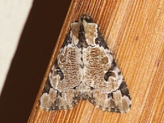 Stibaera thyatiroides