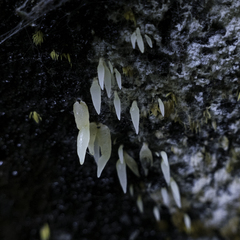 Mucronella fusiformis