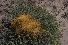 Cuscuta denticulata