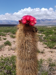 Trichocereus tarijensis