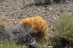 Cuscuta denticulata