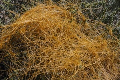 Cuscuta denticulata
