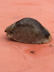 Testacella haliotidea