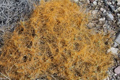 Cuscuta denticulata