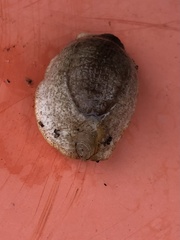 Testacella haliotidea