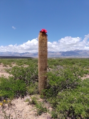 Trichocereus tarijensis
