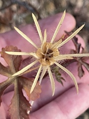 Hibiscus biseptus