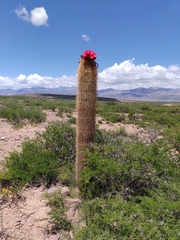 Trichocereus tarijensis