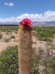 Trichocereus tarijensis