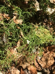 Moehringia muscosa