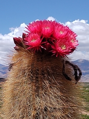 Trichocereus tarijensis