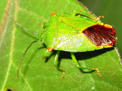 Acanthosoma labiduroides