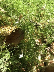 Moehringia muscosa