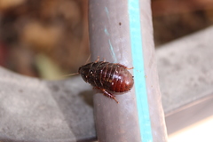 Pycnoscelus surinamensis