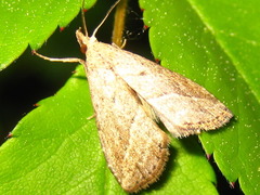 Schrankia separatalis