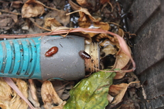 Pycnoscelus surinamensis