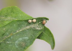 Aphis gossypii
