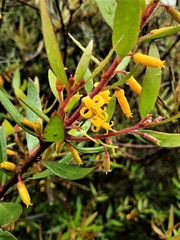 Persoonia myrtilloides