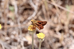 Ochlodes agricola
