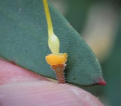 Persoonia myrtilloides
