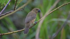 Sporophila crassirostris