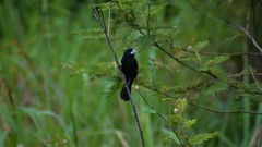 Sporophila crassirostris
