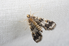 Elophila responsalis