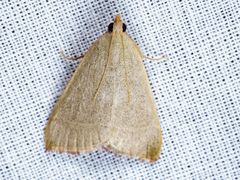 Hypsopygia albidalis